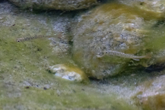 Oncorhynchus kisutch