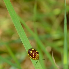 Paropsis maculata