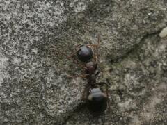 Dolichoderus quadripunctatus