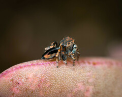 Maratus chrysomelas