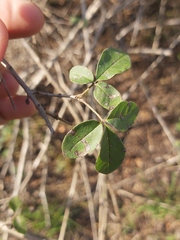 Vitex patula