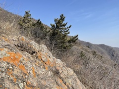 Pinus tabuliformis