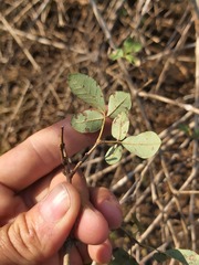 Vitex patula