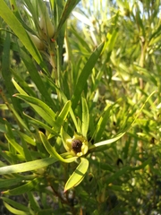 Leucadendron eucalyptifolium