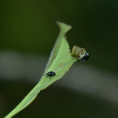 Attelabinae