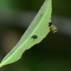 Attelabinae