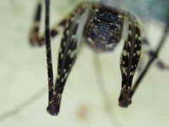 Macropathinae