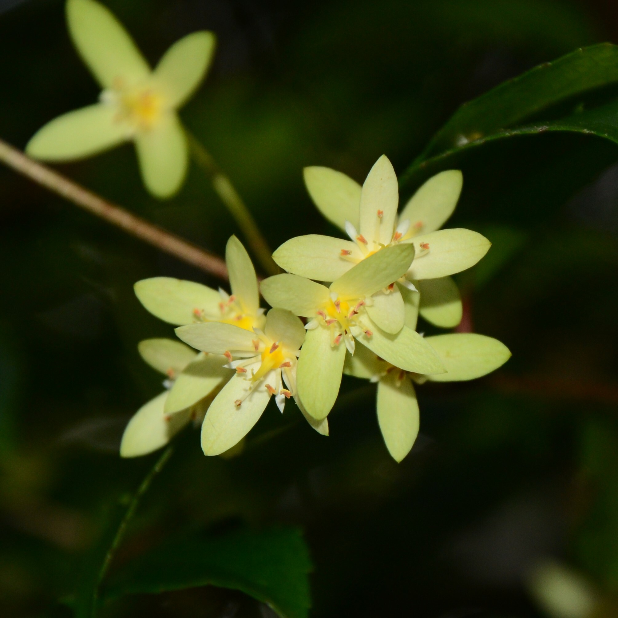 Aphanopetalaceae