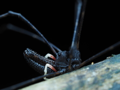 Pantopsalis cheliferoides