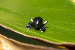 Trigonopterus