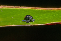 Trigonopterus
