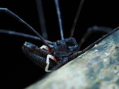 Pantopsalis cheliferoides