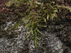 Brachythecium rutabulum