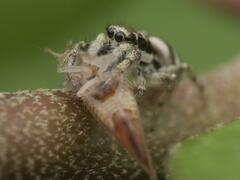 Salticus scenicus