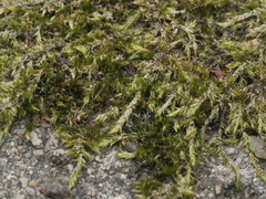 Brachythecium rutabulum