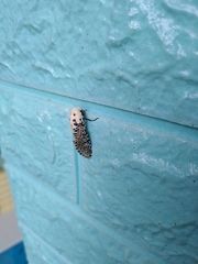 Zeuzera multistrigata