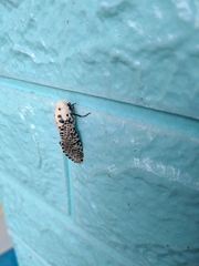 Zeuzera multistrigata