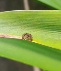 Carrhotus viduus