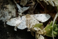 Idaea filicata