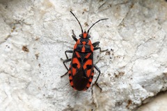 Spilostethus saxatilis