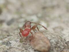 Oxycarenus lavaterae