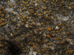 Candelariella aurella