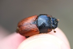 Coprimorphus scrutator