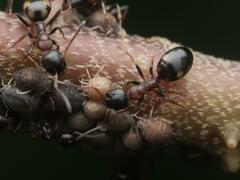 Dolichoderus quadripunctatus