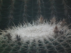 Kroenleinia grusonii