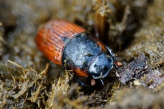 Coprimorphus scrutator
