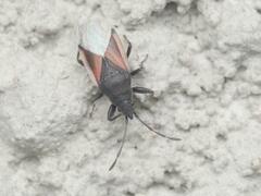 Oxycarenus lavaterae