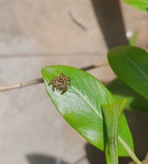Carrhotus viduus