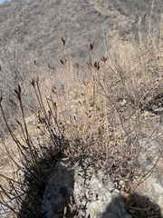 Rhododendron micranthum