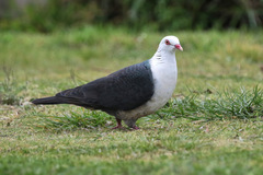 Columba leucomela