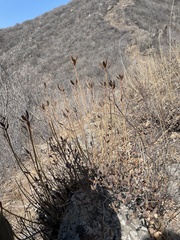 Rhododendron micranthum