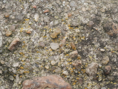 Candelariella aurella