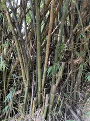Bambusa stenostachya