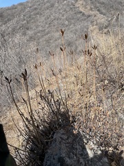 Rhododendron micranthum