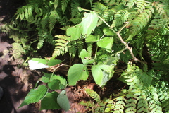 Rubus sachalinensis