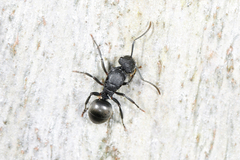 Polyrhachis phryne