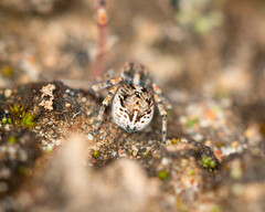 Maratus chrysomelas