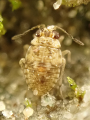 Saldidae