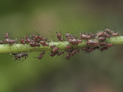 Uroleucon hypochoeridis