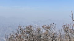 Rhododendron micranthum