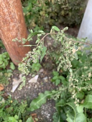 Chenopodium album