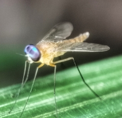 Chrysopilus ferruginosus