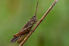 Chorthippus biguttulus