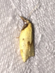 Sparganothis xanthoides