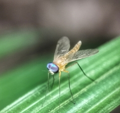 Chrysopilus ferruginosus