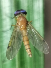 Chrysopilus ferruginosus